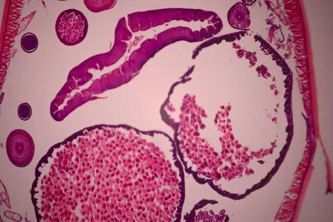 Microscope view of a cross-section of a pink-stained. Stock Photos