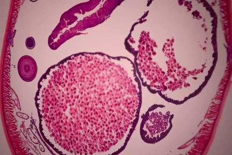 Microscope view of a cross-section of a pink-stained. Foto stock