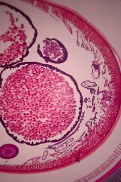 Microscope view of a cross-section of a pink-stained. Stock Photos