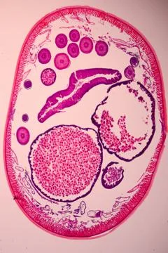 Microscope view of a cross-section of a pink-stained. Фото