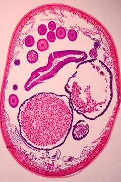 Microscope view of a cross-section of a pink-stained. Stock Photos