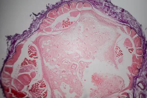 Microscope view of a cross-section of tissue stained. Stock Photos