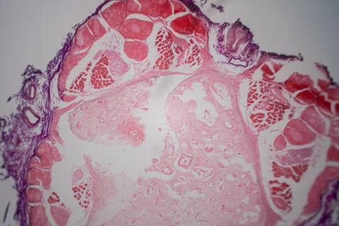Microscope view of a cross-section of tissue stained. Stockfoto's