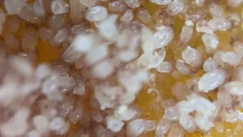 Microscope View of Flour mite (acari) Acarus sp. , family Acaridae. Stock Footage 233665458