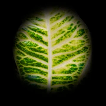 Microscope view of green leaf Stock Photos