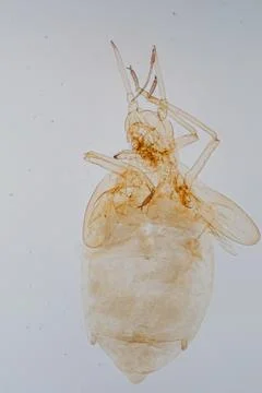 Microscope view of a pale, transparent insect. Stock Photos