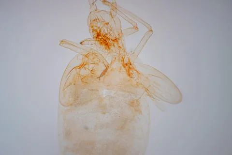 Microscope view of a pale, transparent insect. Stock Photos