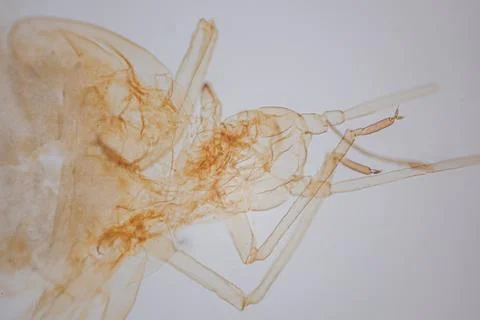 Microscope view of a pale, transparent insect. Stock Photos