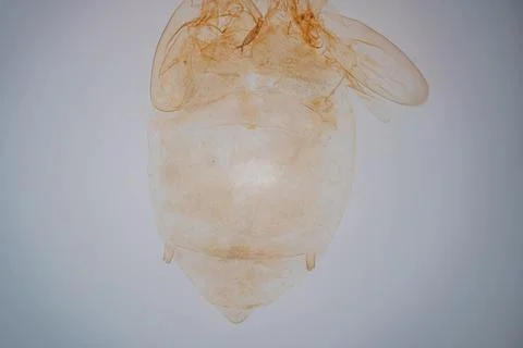Microscope view of a pale, transparent insect. Stock Photos