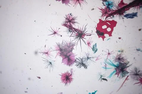 Microscope view of pink, blue and dark star-shaped. 스톡 사진