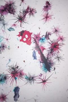 Microscope view of pink, blue and dark star-shaped. Stock Photos