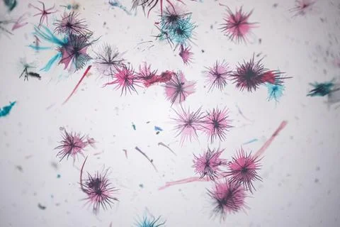 Microscope view of pink, blue and dark star-shaped. Stock Photos