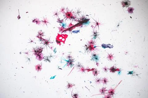 Microscope view of pink, blue and dark star-shaped. Stock Photos