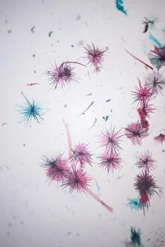 Microscope view of pink, blue and dark star-shaped. Stock Photos