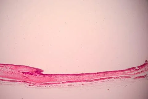 Microscope view of a pink stained tissue layer. Stock Photos