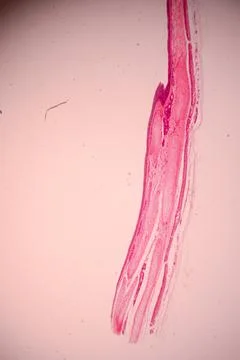 Microscope view of a pink stained tissue layer. Stock Photos