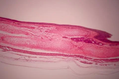 Microscope view of a pink stained tissue layer. Stock Photos