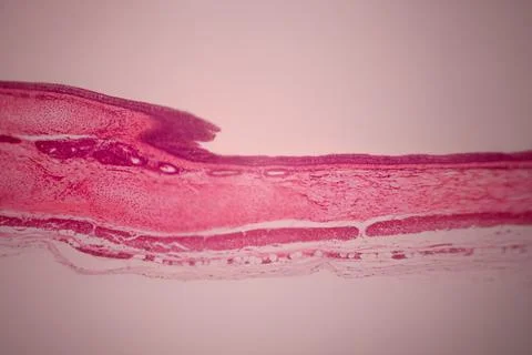 Microscope view of a pink stained tissue layer. Stock Photos