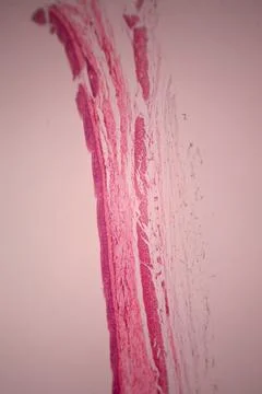 Microscope view of a pink stained tissue layer. Stock Photos