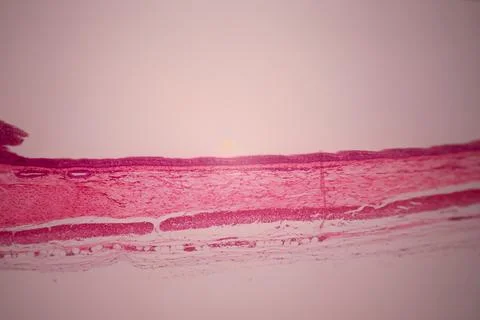 Microscope view of a pink stained tissue layer. Stockfoto's