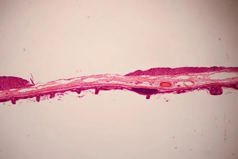 Microscope view of a pink stained tissue layer with cellular texture. Stock Photos
