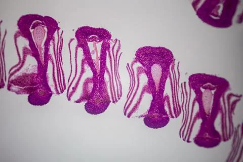 Microscope view of purple plant tissue sections. Stock Photos