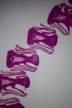 Microscope view of purple plant tissue sections. 库存照片