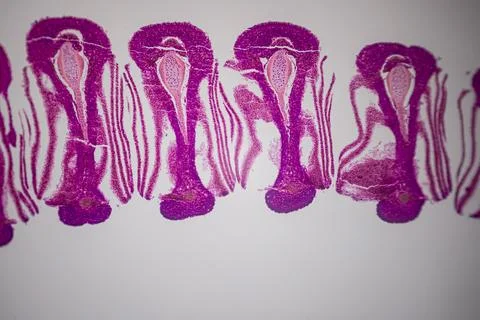 Microscope view of purple plant tissue sections. Stock Photos