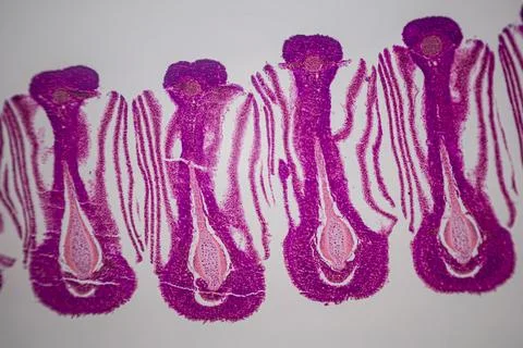 Microscope view of purple plant tissue sections. Stock Photos