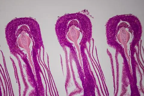 Microscope view of purple plant tissue sections. Stock Photos