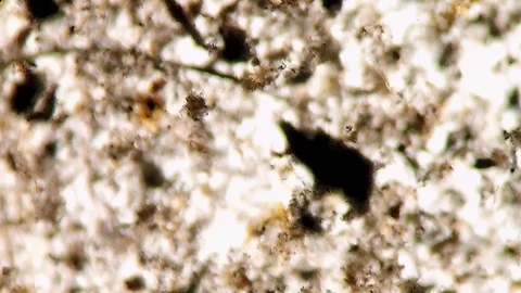 Microscope view of a rotifer, still mysterious unicellular organism Video stock 122107983