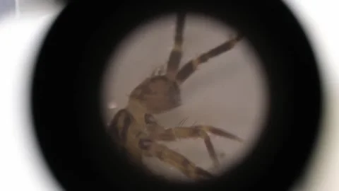 Microscope view of Springtail Insect Stock Footage 250563304