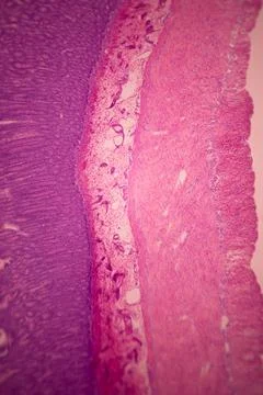 Microscope view of stained pink and purple tissue layers. Stock Photos
