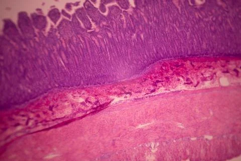 Microscope view of stained pink and purple tissue layers. Stock Photos