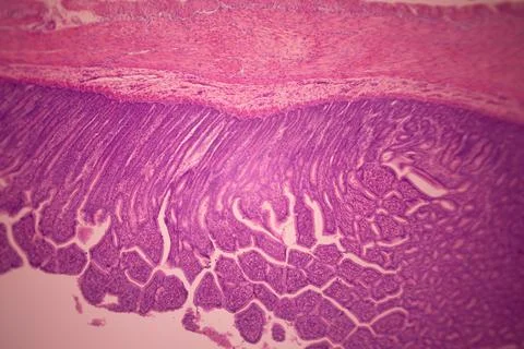 Microscope view of stained pink and purple tissue layers. Stock Photos