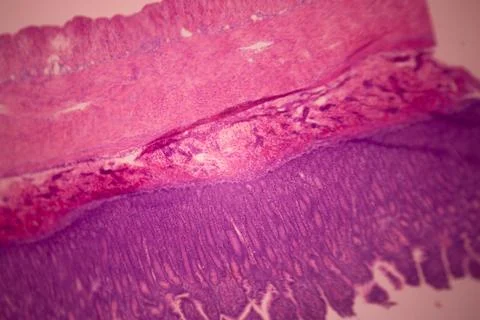 Microscope view of stained pink and purple tissue layers. Stock Photos