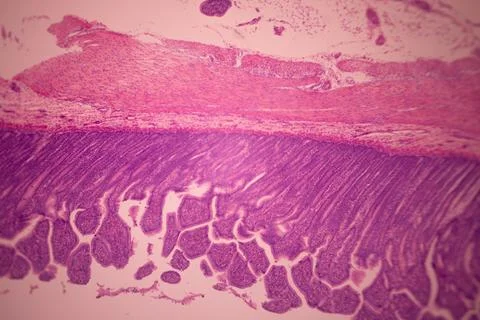Microscope view of stained pink and purple tissue layers. Stock Photos