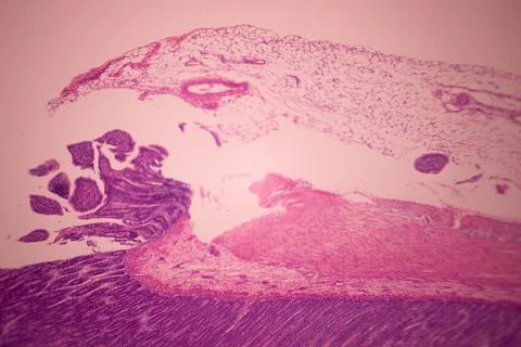 Microscope view of stained pink and purple tissue layers. Stock Photos