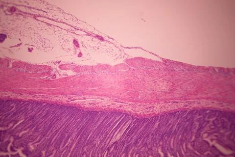 Microscope view of stained pink and purple tissue layers. Stock Photos