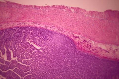 Microscope view of stained pink and purple tissue layers. Stock Photos