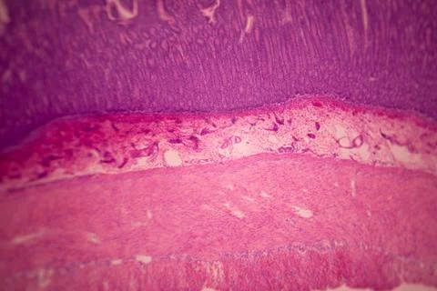 Microscope view of stained pink and purple tissue layers. Stock Photos