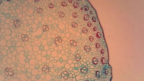Microscope Zea Stem Cross Section x1200 Video stock 145342053