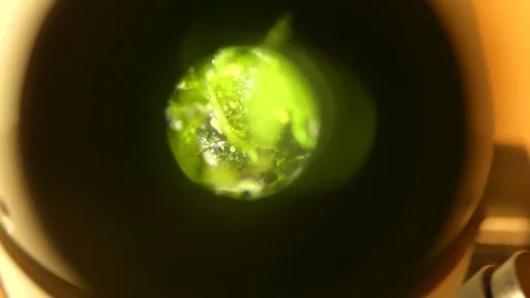 Microscope zooms in to show view of moss, then focusses up and down  - 4K Stock Footage 125387177
