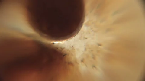 Microscopic 001 動画素材 1100007