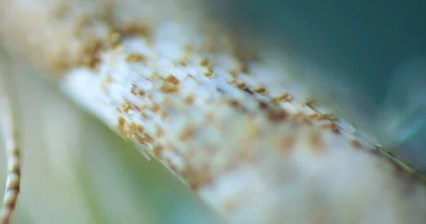 Microscopic 100x magnification of lepidopteran wing showing intricate scales and Stock Footage 311586281
