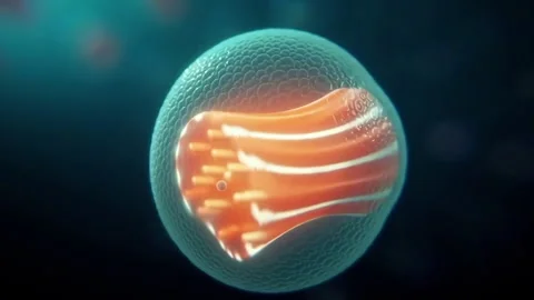 Microscopic 3D animation of a stem cell differentiating into heart muscle Stock Footage 331860223