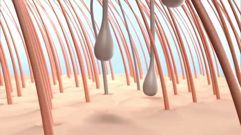Microscopic 3D Render of Human Hair Follicles and Scalp Anatomy Stock Footage 310735710