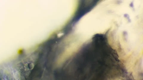 Microscopic Abstract Background 2 Stock-Footage 153450857