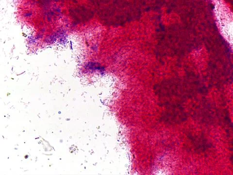 Microscopic abstract pattern in red and purple 库存照片