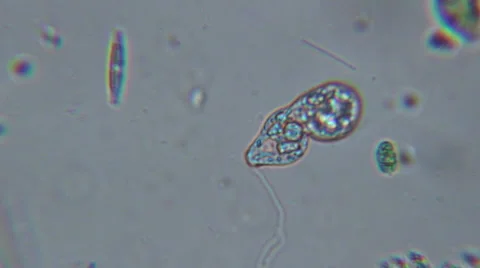 Microscopic amoeba or protozoa with flagellate. Stock Footage